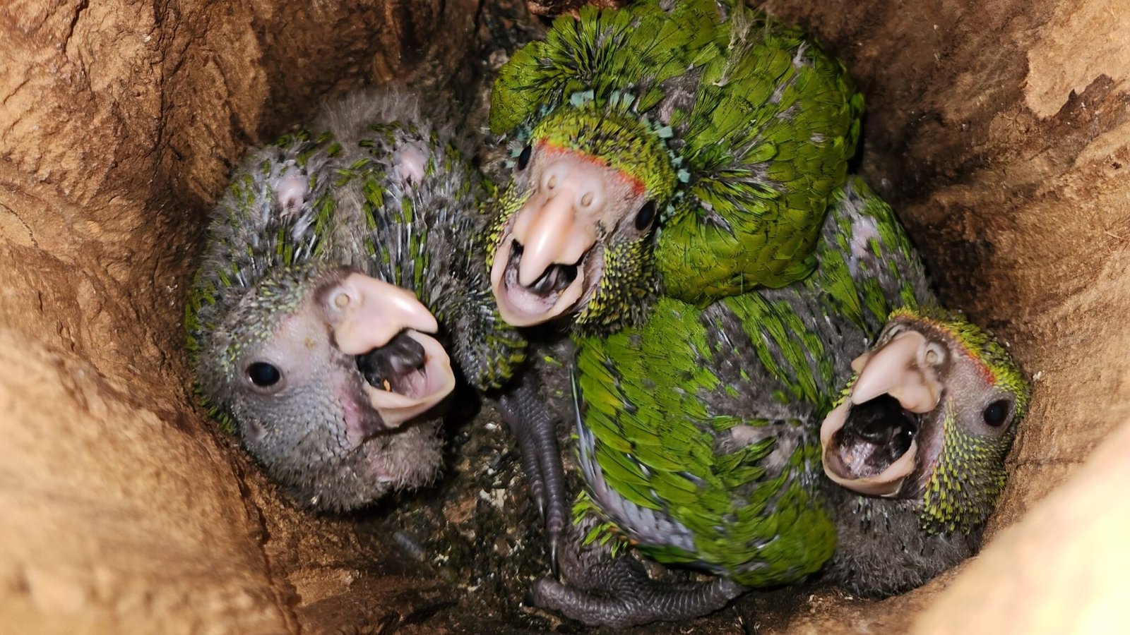 Primeiros papagaios nascidos em caixas-ninho artificiais instaladas a partir de papagaios liberados pelo Instituto Fauna Brasil
