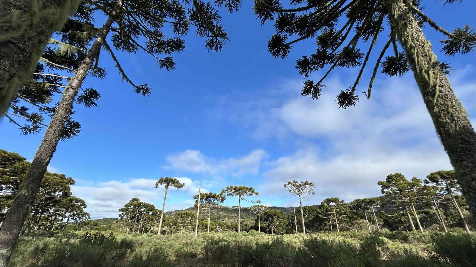 Fazenda Taquara adquirida por meio do Conservador das Araucarias Foto Thamara Santos de Almeida Fazenda Taquara adquirida por meio do Conservador das Araucárias