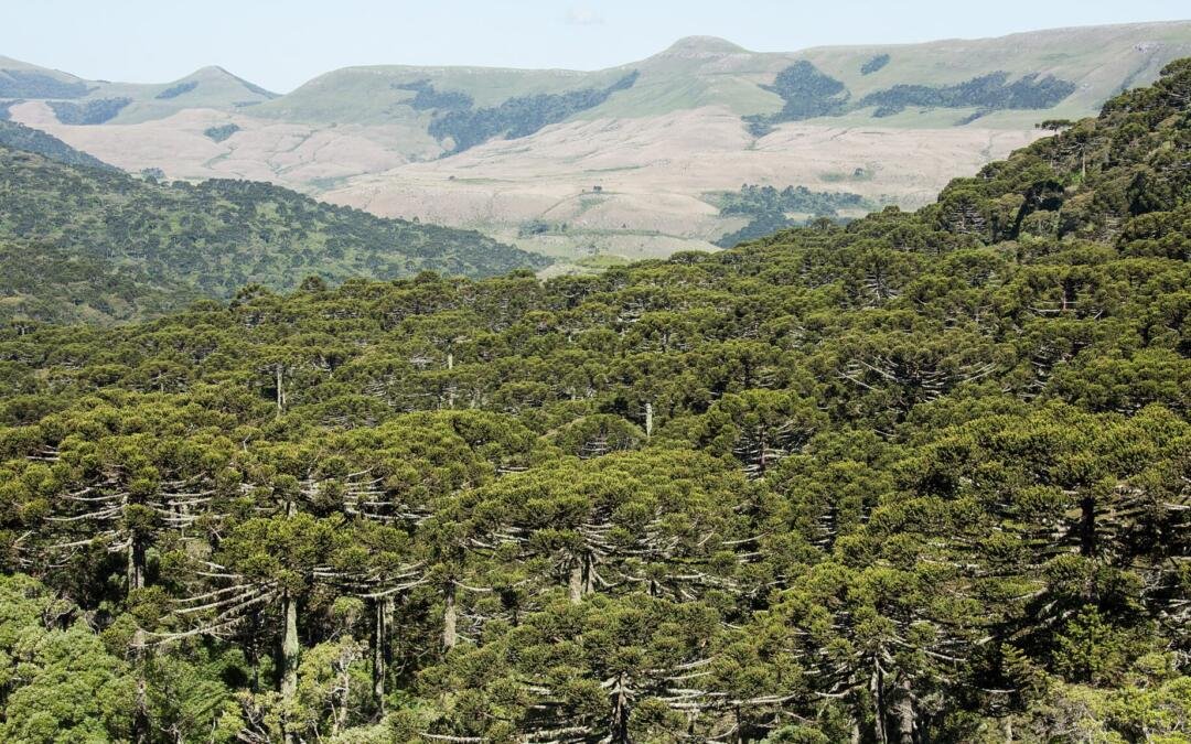 Primeiras Cotas de Reserva Ambiental previstas no Código Florestal são emitidas