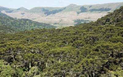 Primeiras Cotas de Reserva Ambiental previstas no Código Florestal são emitidas
