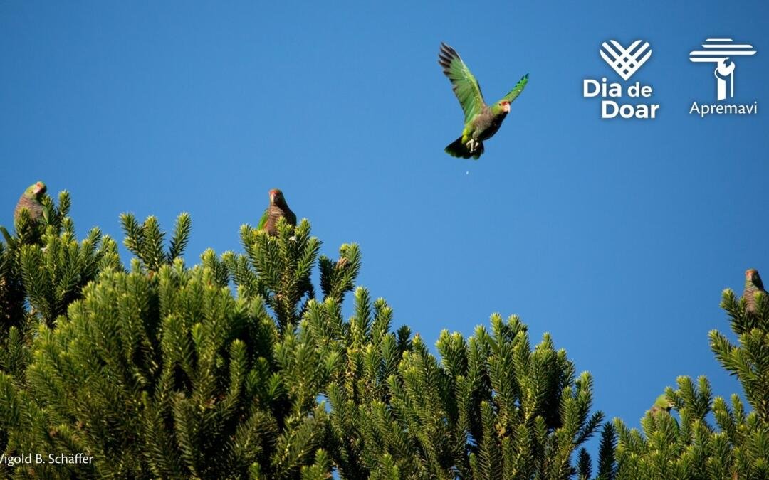 Junte-se a nós na restauração da Floresta com Araucárias | Dia de Doar