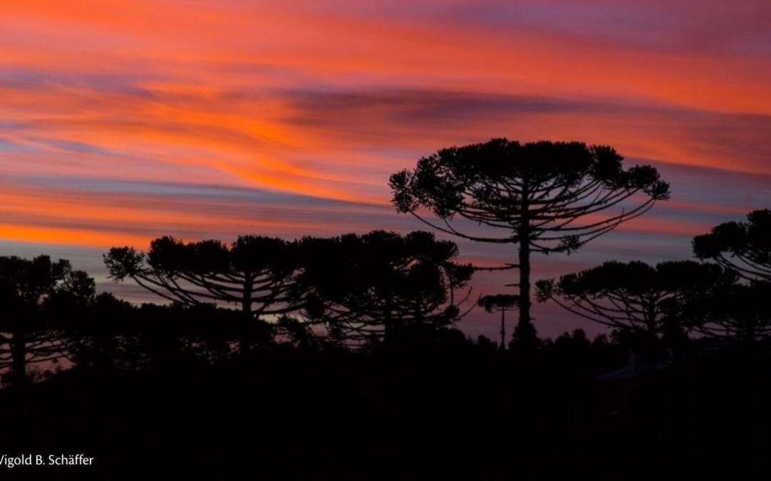 O que explica a distribuição da araucária?