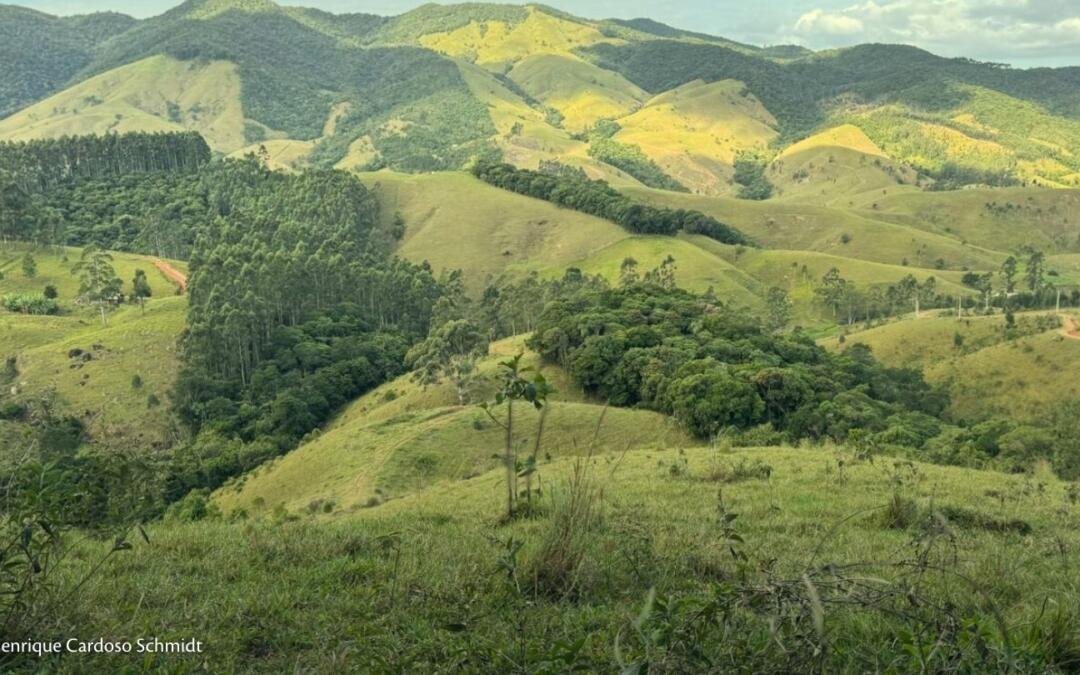 Bosques de Heidelberg plantou mais de treze mil mudas em 2025