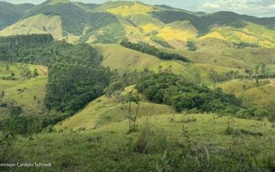 Bosques de Heidelberg plantou mais de treze mil mudas em 2025
