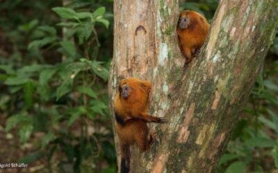 Comitê Nacional da IUCN elege nova diretoria