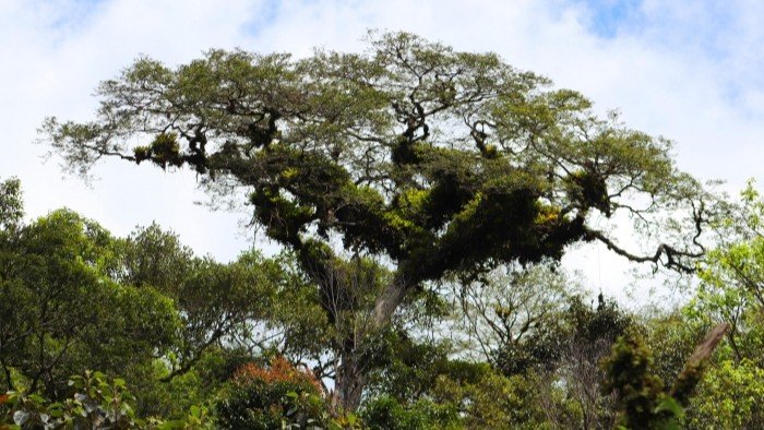 Copaíba-óleo, espécie nobre da Floresta Ombrófila Densa