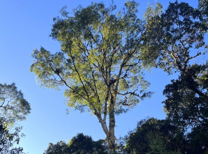 Árvore da espécie Copaifera trapezifolia Foto BY-NC-SA 4.0 João Paulo de Maçaneiro via Flora Digital do Rio Grande do Sul e de Santa Catarina Árvore da espécie Copaifera trapezifolia Foto BY-NC-SA 4.0 João Paulo de Maçaneiro via Flora Digital do Rio Grande do Sul e de Santa Catarina