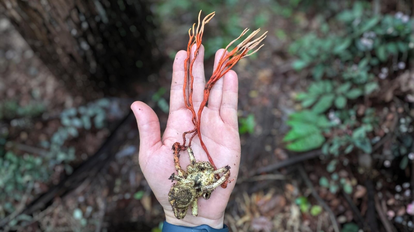 Cordyceps caloceroides parasitando uma tarântula na Amazônia