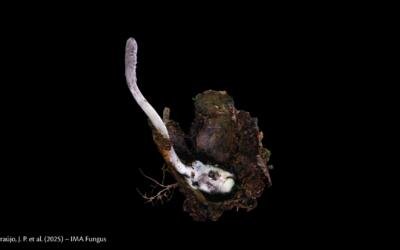 The Last of Us da Mata Atlântica: nova espécie de fungo é descoberta