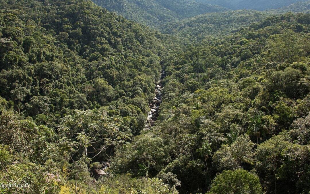 Entre a lei e a prática: onde estamos com o Código Florestal