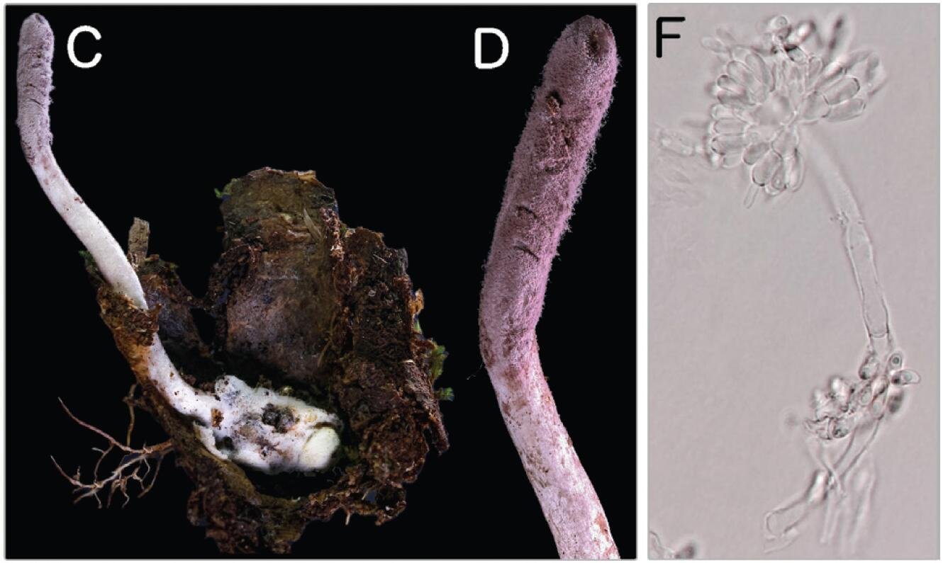 Parte da prancha do artigo científico de descrição da espécie de fungo zumbificador Purpureocillium atlanticum onde é possível observar a estrutura reprodutiva da espécie em cinza