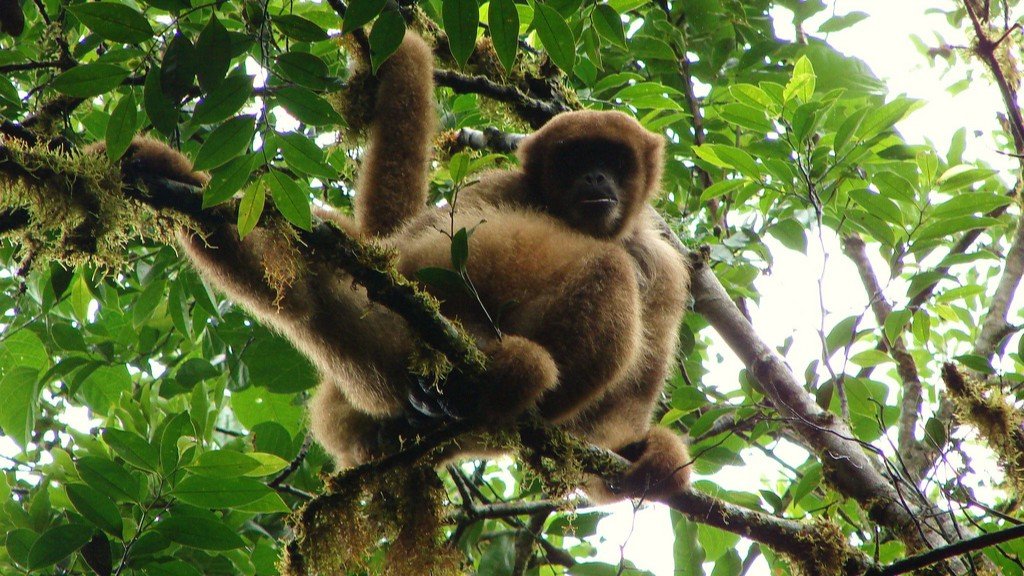 Registro do muriqui-do-sul no Parque Estadual Carlos Botelho (SP) Foto CC BY 2.0 Leonardo Desordi Lobo - Copia Registro do muriqui-do-sul no Parque Estadual Carlos Botelho (SP)