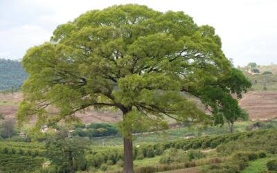 Jequitibá-branco: entre o “apito” do bugio e a grandeza na floresta