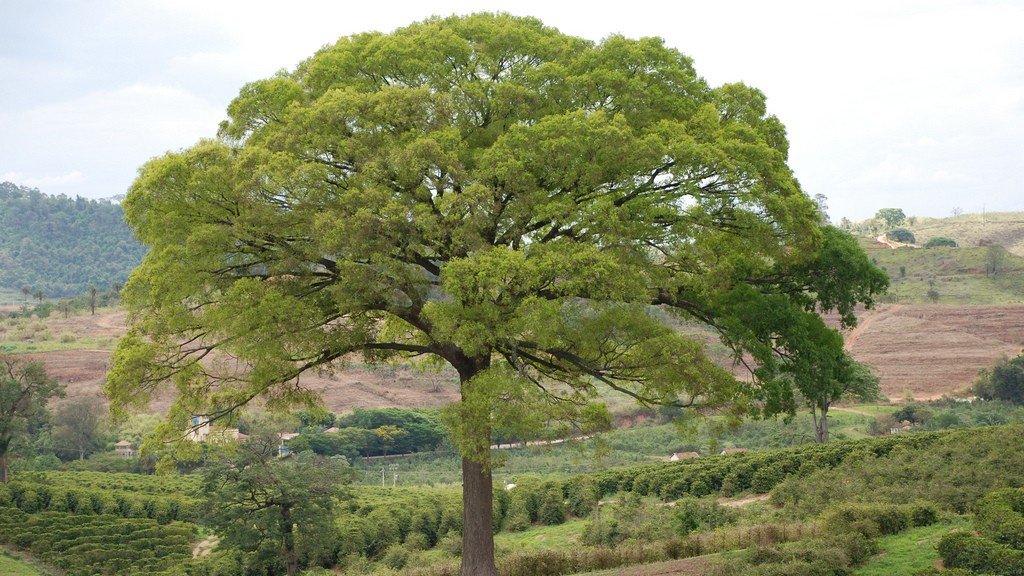 Jequitibá-branco: entre o “apito” do bugio e a grandeza na floresta