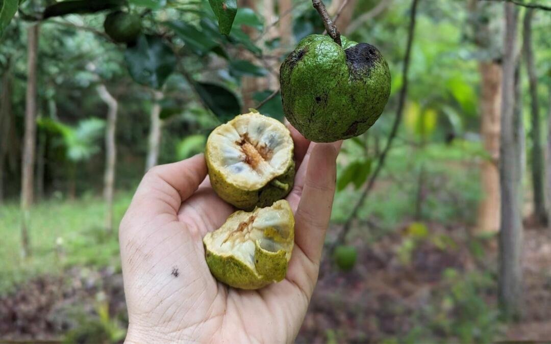 Livro aborda adaptação climática com perspectiva interseccional
