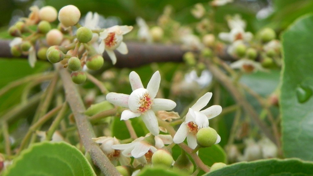 Jequitiba-branco (Cariniana estrellensis) 