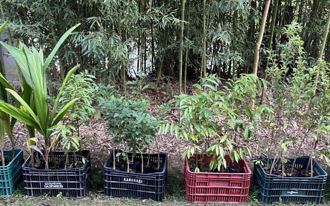 Bosque de Heidelberg é iniciado na Casa do Palhaço em Rancho Queimado