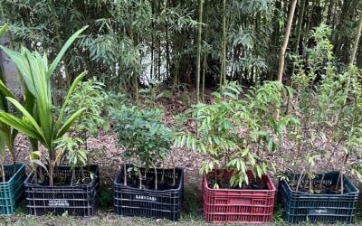 Bosque de Heidelberg é iniciado na Casa do Palhaço em Rancho Queimado