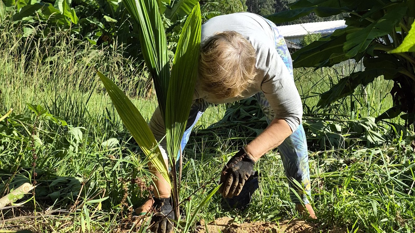 Bosque de Heidelberg é iniciado na Casa do Palhaço em Rancho Queimado Foto Boró Arteiro e Mariza Vandresen Bosque de Heidelberg é iniciado na Casa do Palhaço em Rancho Queimado