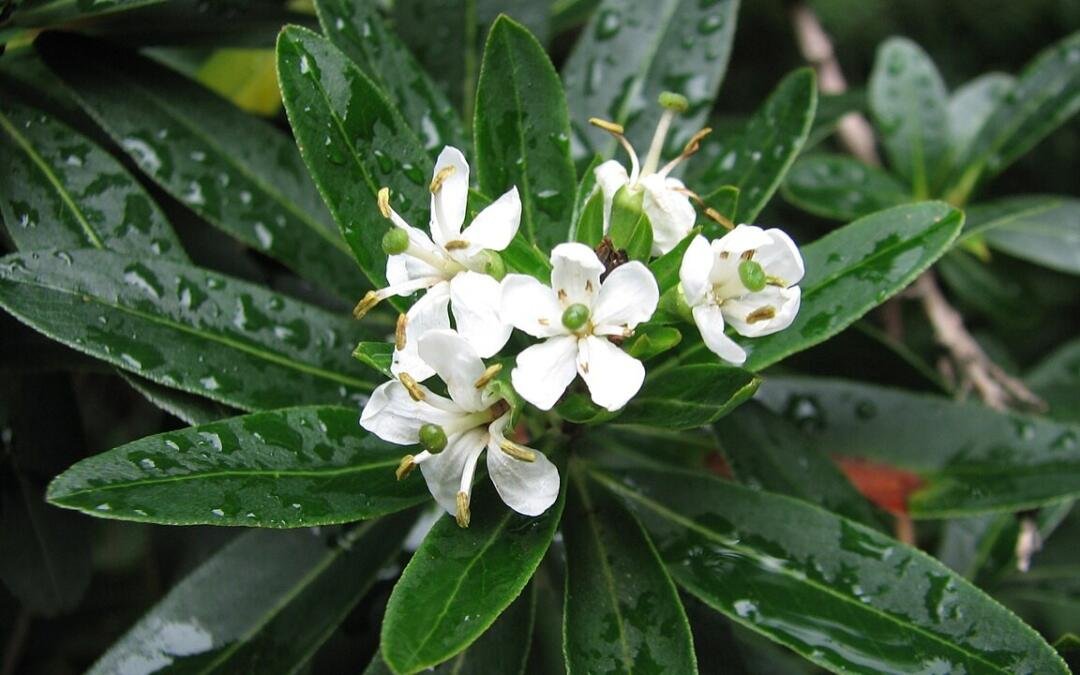 Canudo-de-pito, aliado das abelhas e da restauração ecológica