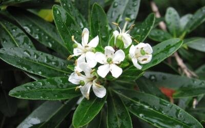 Canudo-de-pito, aliado das abelhas e da restauração ecológica