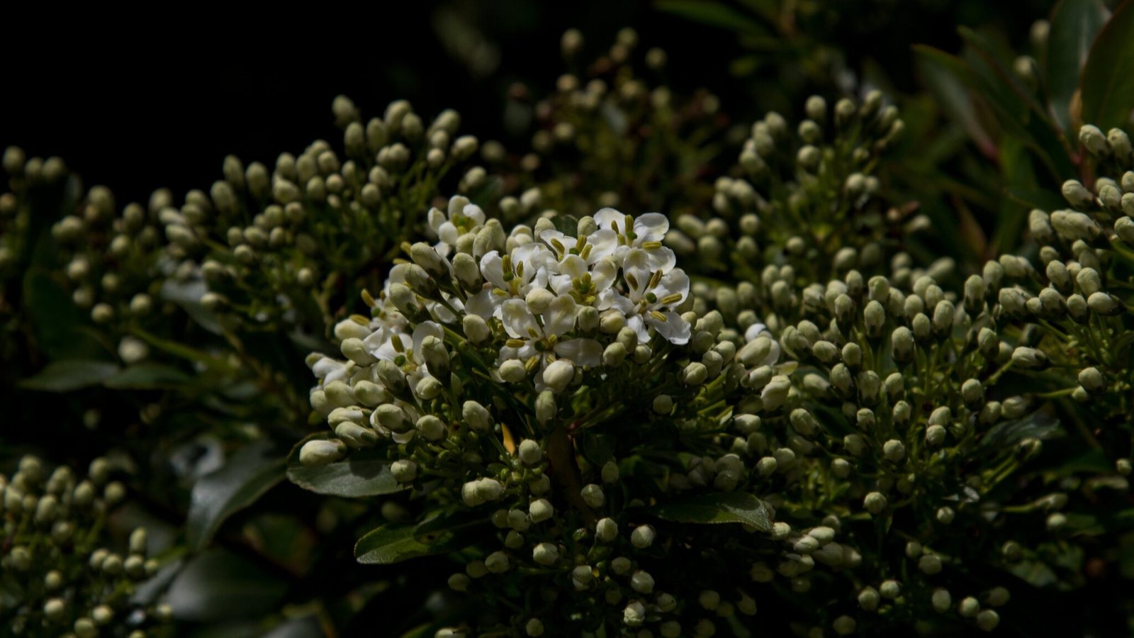 Canudo-de-pito Escallonia bifida Rachel Green Belt CC 2.0 via Flickr