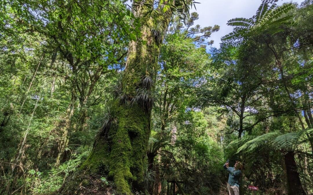 Florestas tropicais podem se recuperar após desmatamento, mas precisam de tempo