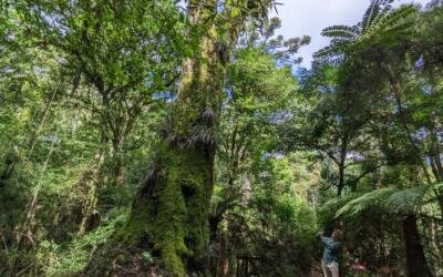 Florestas tropicais podem se recuperar após desmatamento, mas precisam de tempo