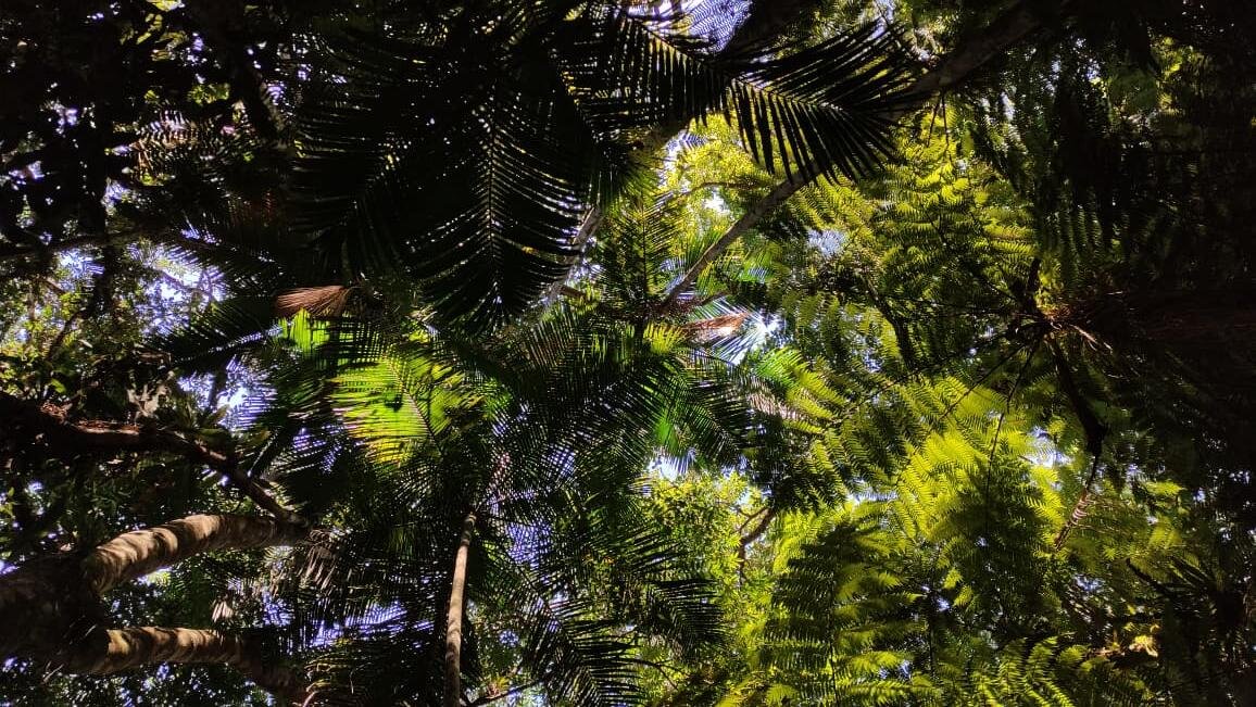 Floresta dominada por palmito-juçara (Euterpe edulis)