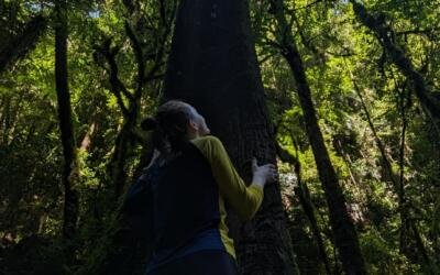 Mata Atlântica tem redução histórica no desmatamento