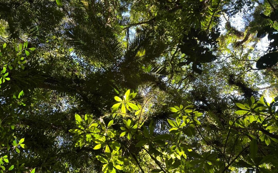 Mata Atlântica fragmentada: o desmatamento está tornando as florestas mais parecidas entre si