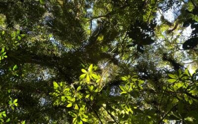 Mata Atlântica fragmentada: o desmatamento está tornando as florestas mais parecidas entre si