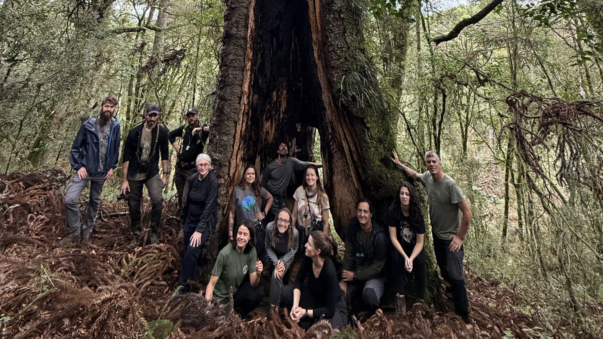 Araucaria gigante em Urupema