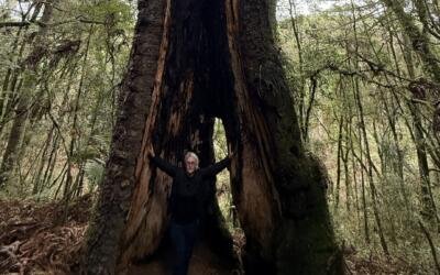 Araucárias centenárias: as matrizes da conservação da biodiversidade da Mata Atlântica