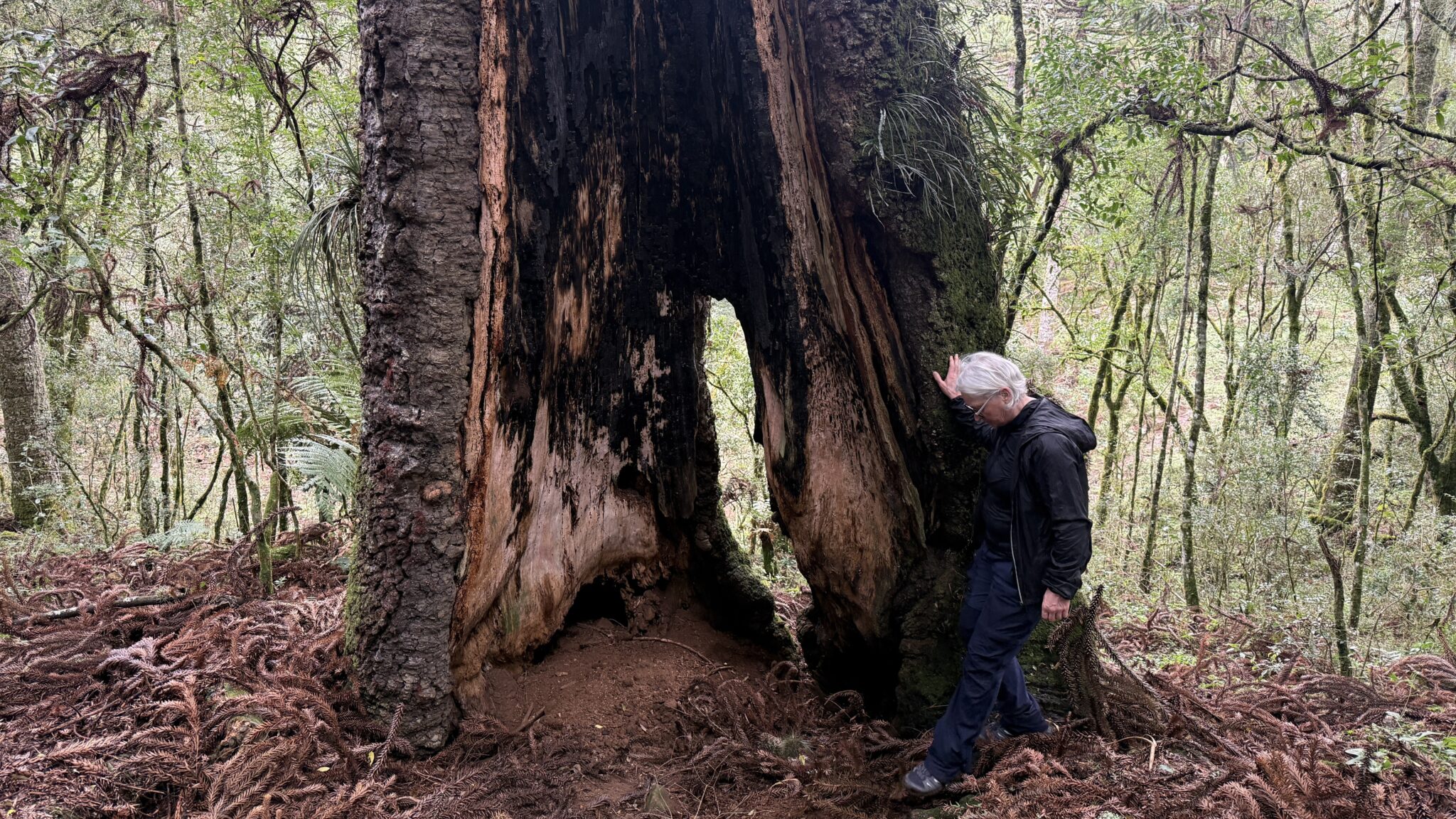 Araucaria gigante em Urupema