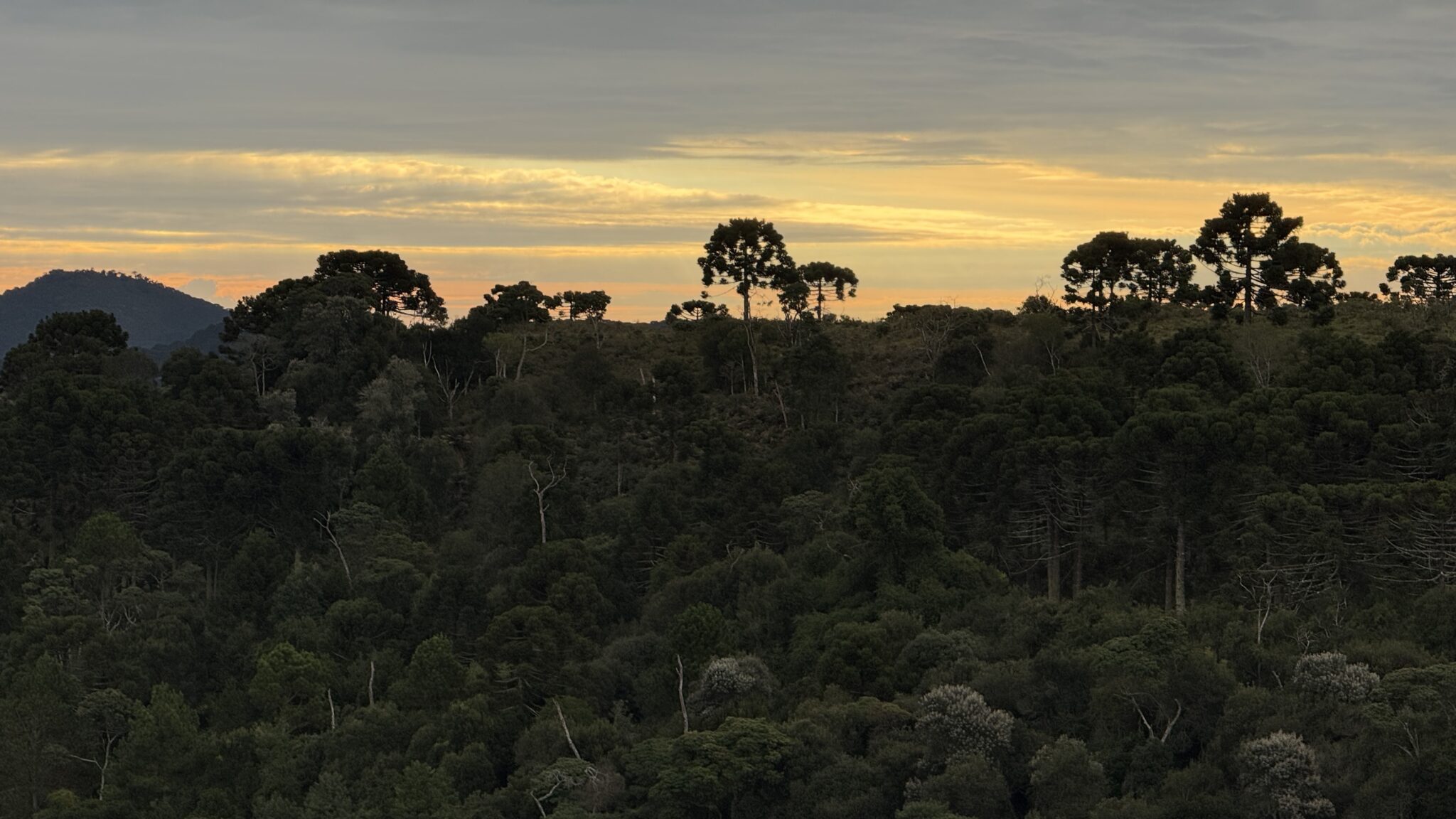 Araucárias centenárias na paisagem
