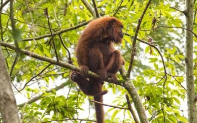 Nova lista nacional amplia número de espécies da fauna ameaçadas de extinção