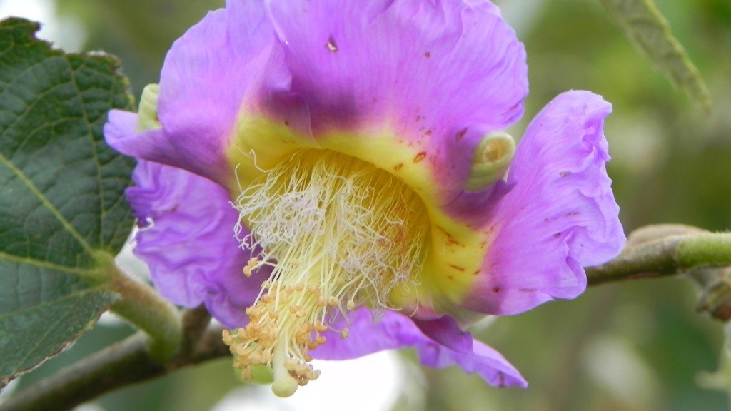 Flor de açoita-cavalo Luehea divaricata Foto João de Deus Medeiros Flor de açoita-cavalo