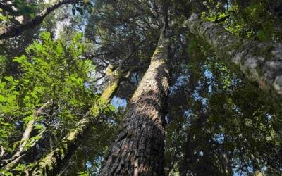Mata Atlântica registra menor desmatamento da série do INPE