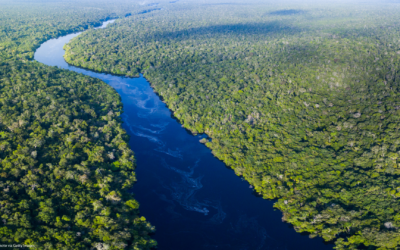 Comitê Brasileiro da IUCN lança manifesto pelas Eleições de 2026