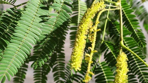 Angico-vermelho: uma leguminosa aliada da restauração da Mata Atlântica