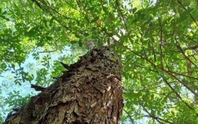 Angico-vermelho: uma leguminosa aliada da restauração da Mata Atlântica